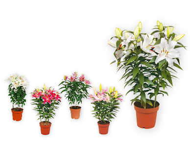 GARDENLINE(R) Orientalische Lilien