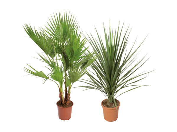 Palmmix