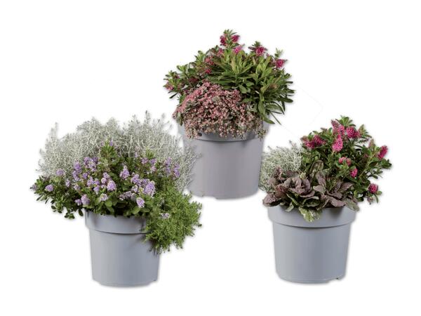 "All Blooms" Herbstharmonie