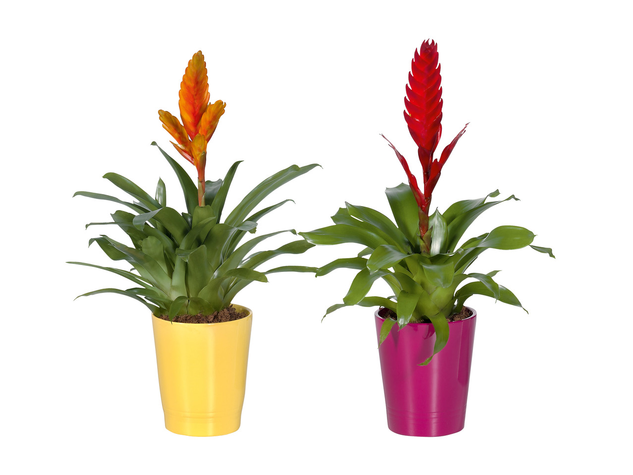 VRIESEA/GUZMANIA I KERAMIKKRUKA