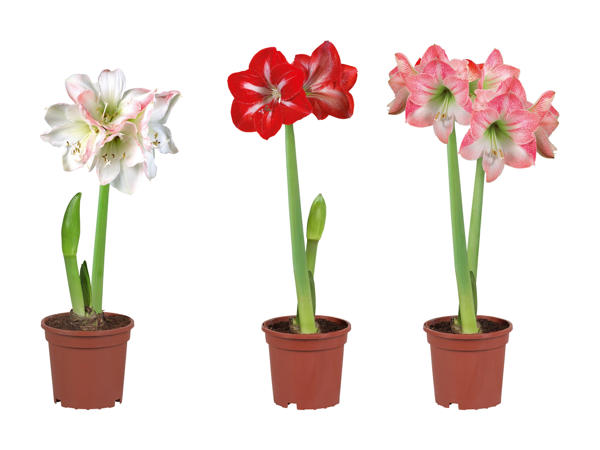 Amaryllis 2-Stieler
