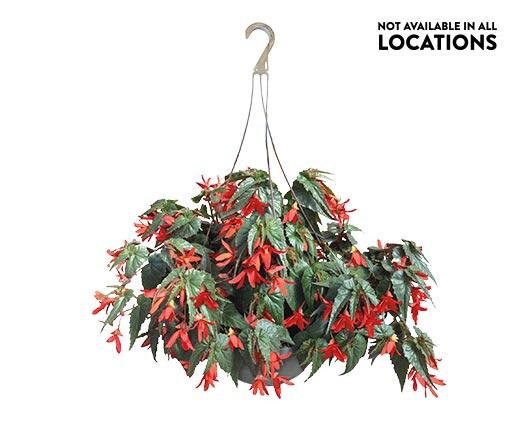 12in Premium Hanging Basket