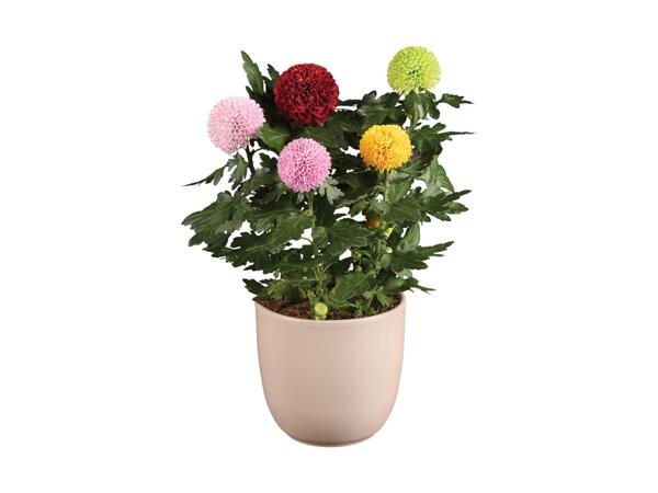 Chrysanthemum Flower Pops