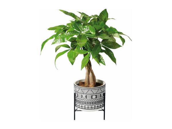 Easy Care Houseplants