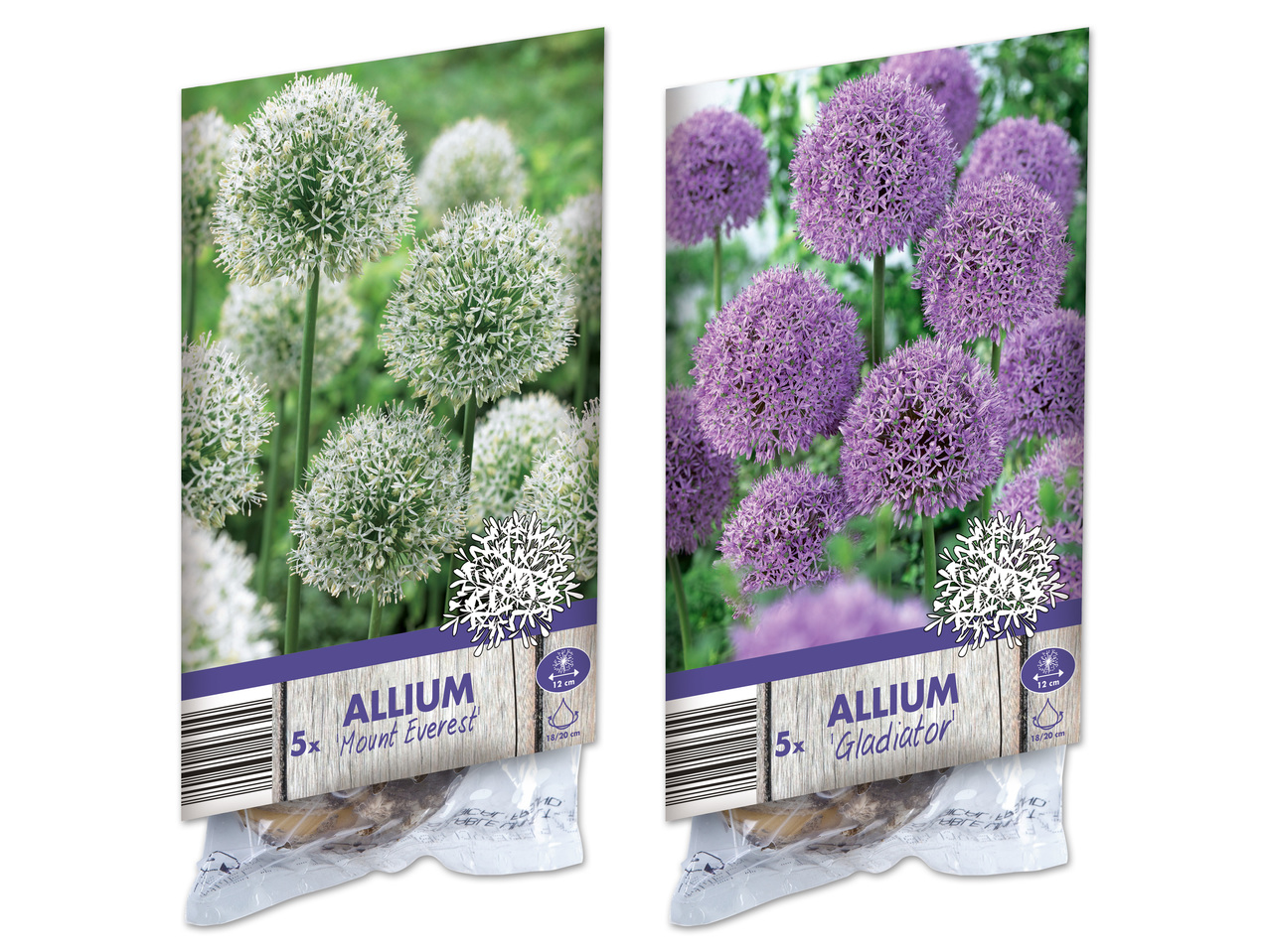 Allium (Zierlauch) Zwiebel