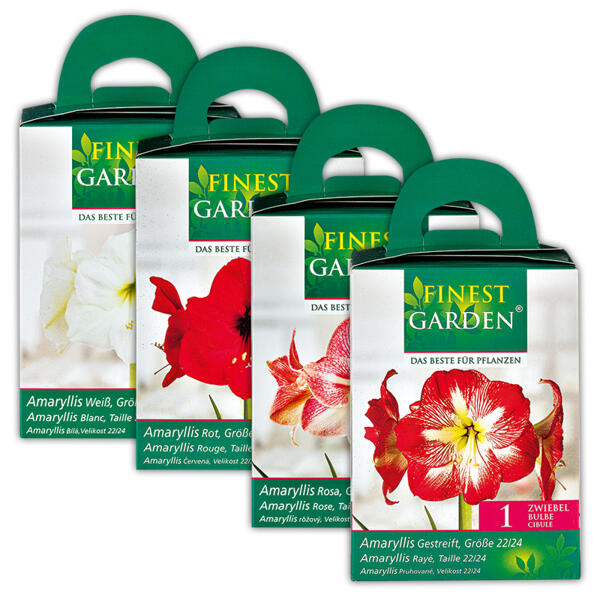 Amaryllis