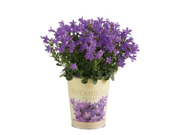 Campanula