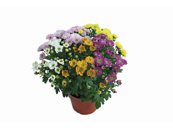 Chrysanthème " Elle Fleur "