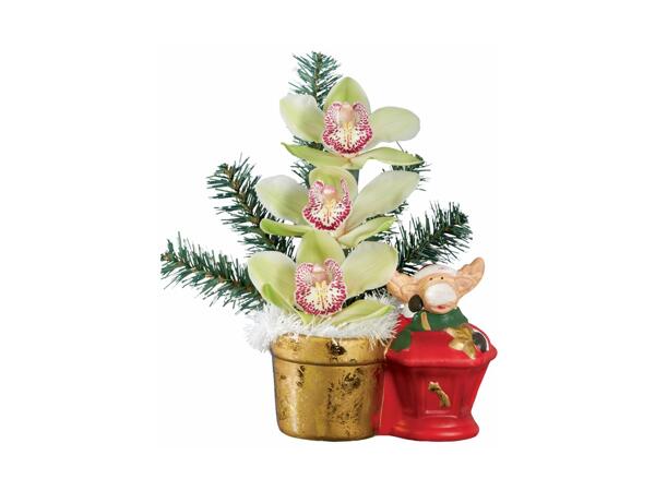 Christmas Gifting Orchid