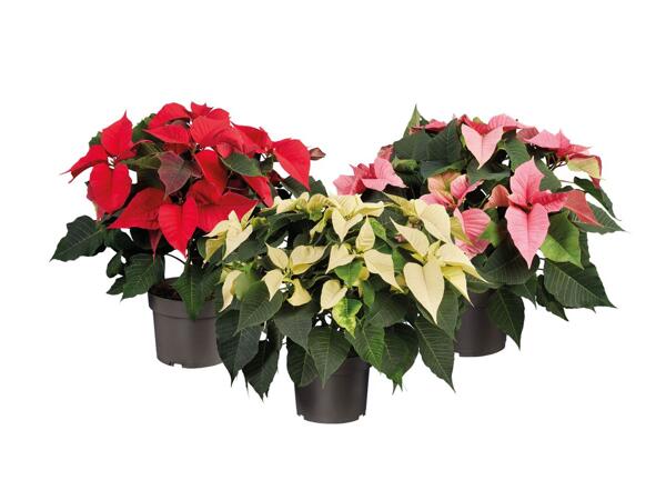 Poinsettia