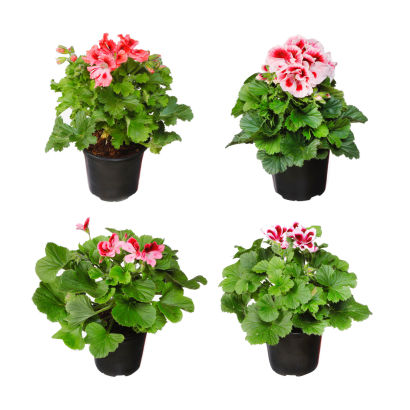 Fransk pelargonie