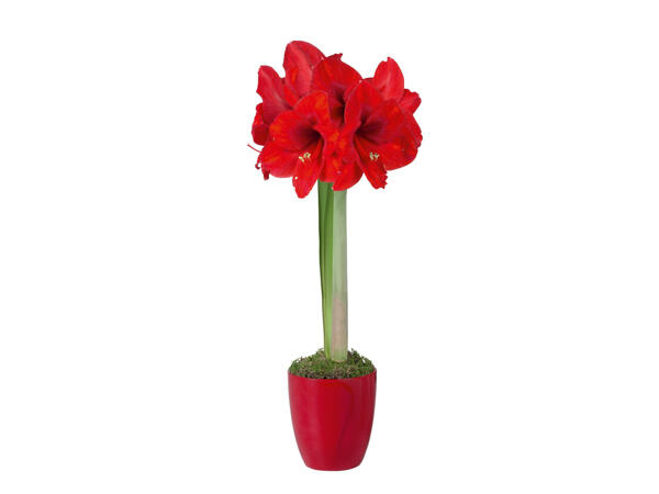 Amaryllis dans un pot en céramique