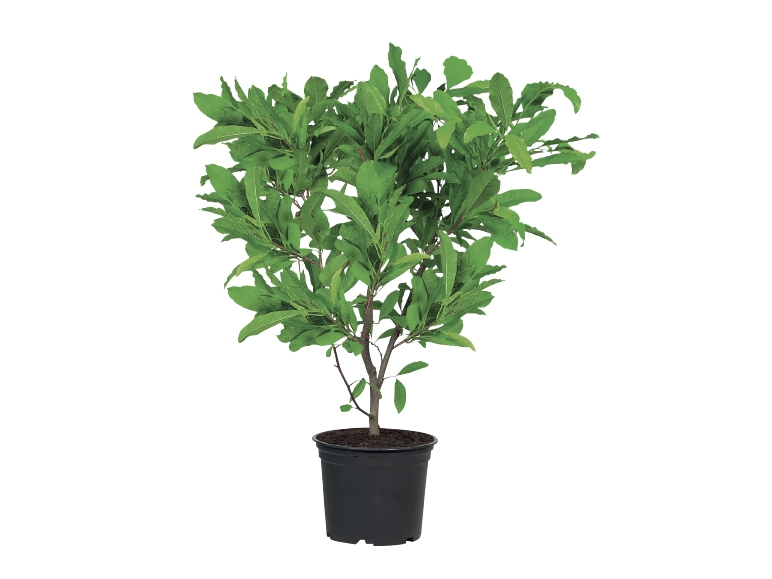 Magnolia