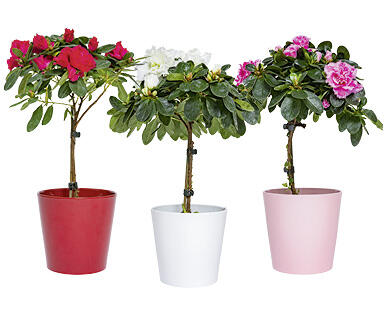 RHODODENDRON