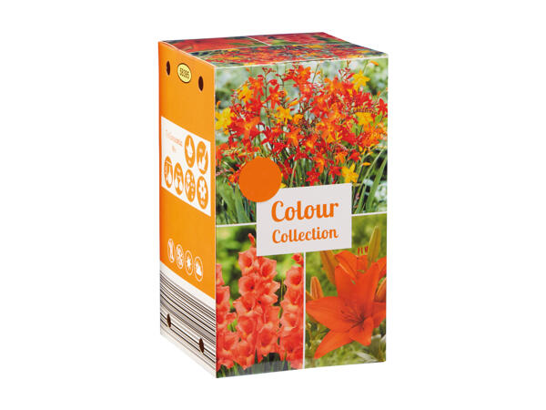 Autumn Bulbs