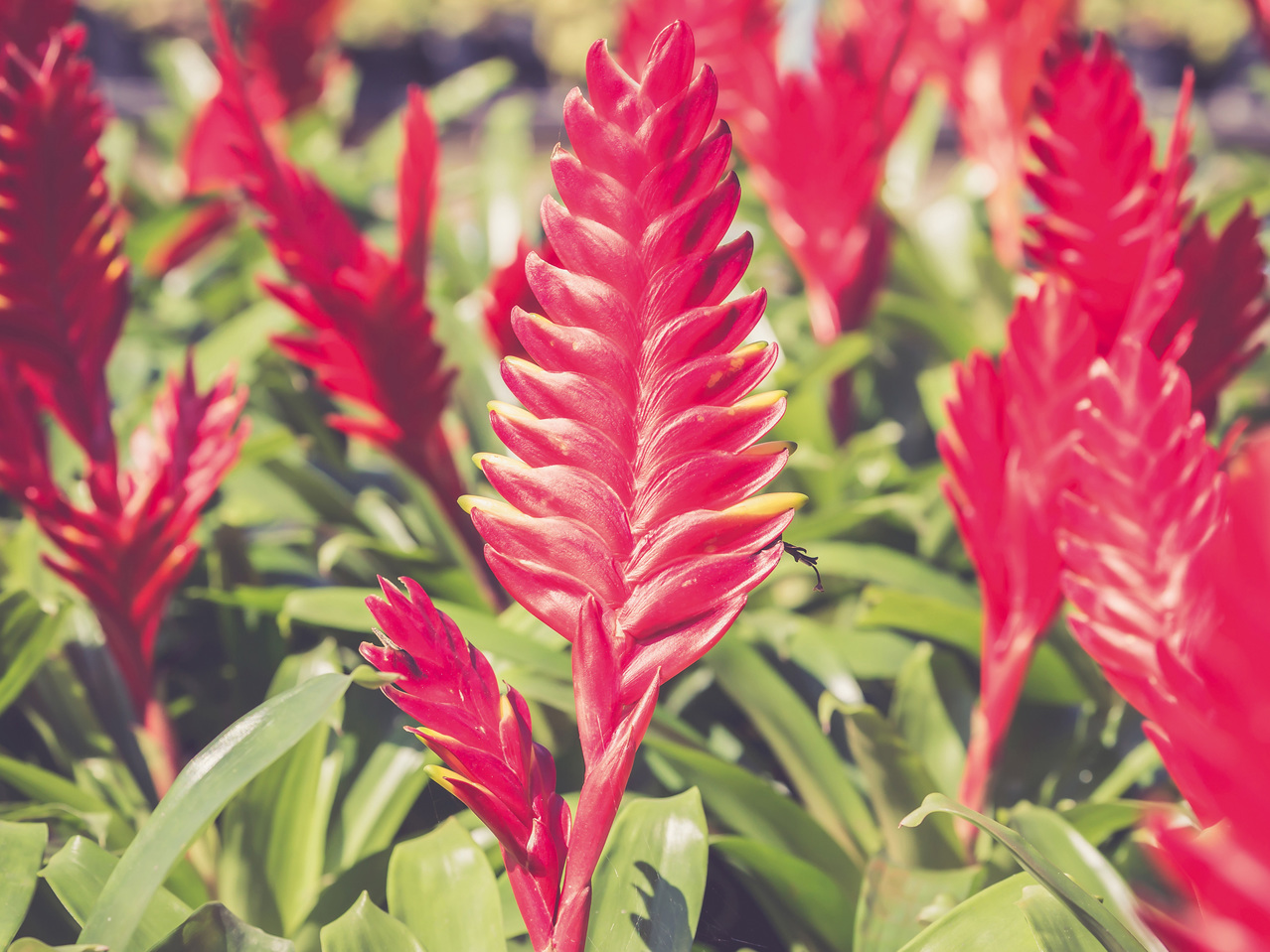 Vrisea oder Guzmania in Keramik
