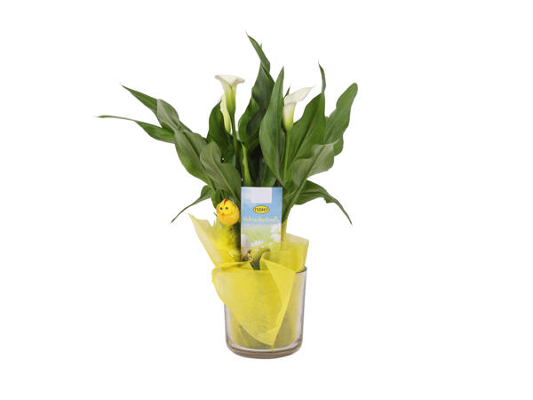 Calla dans un vase en verre avec décoration de Pâques