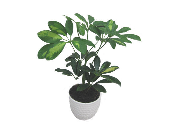 Grønne planter i keramik