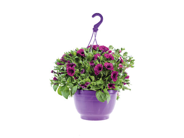 Large Hanging Planters