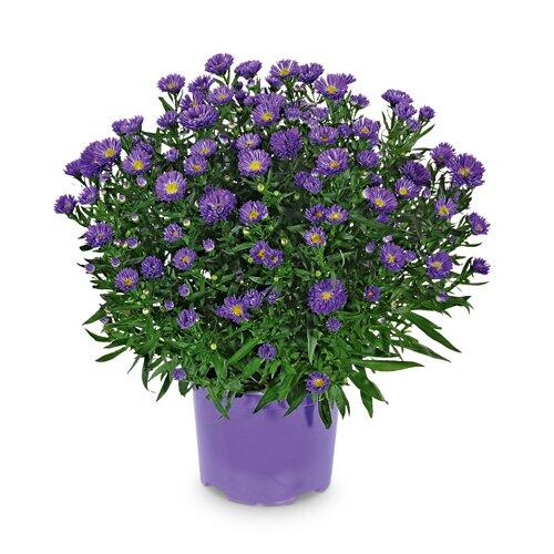 GARDENLINE Herbstastern