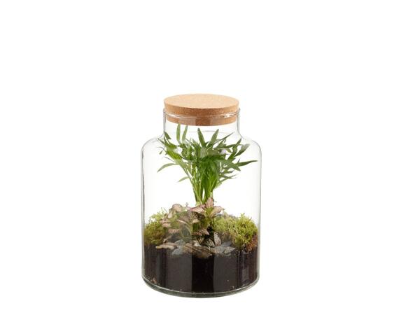 Terrarium plante verte