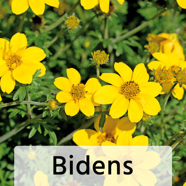Bienenfreundliche Gartenpflanze