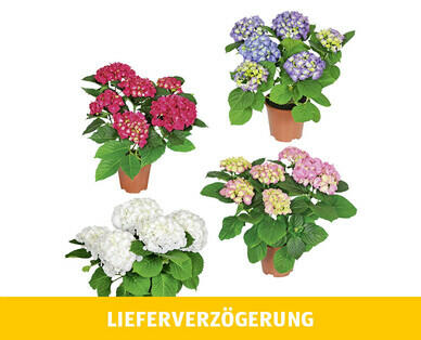 HORTENSIE