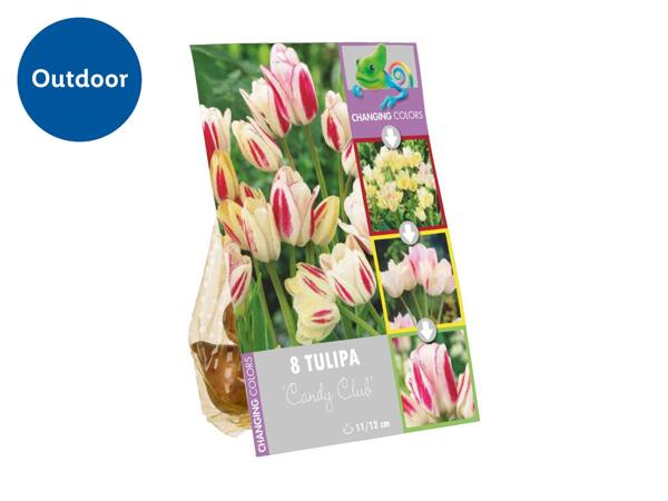 Colour Changing Bulbs