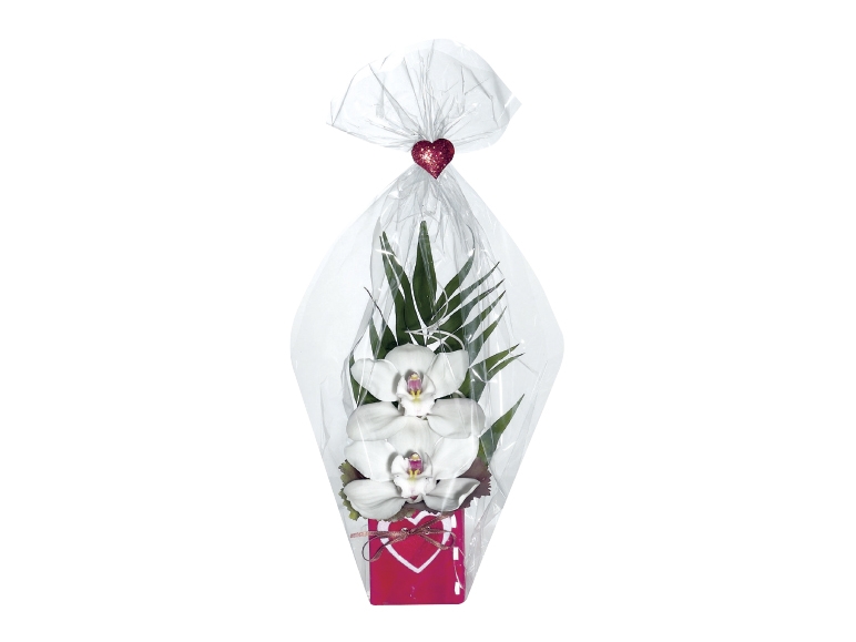 Cut Orchids