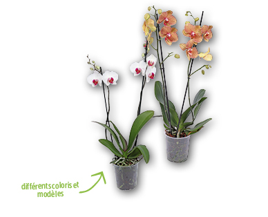 Orchidée