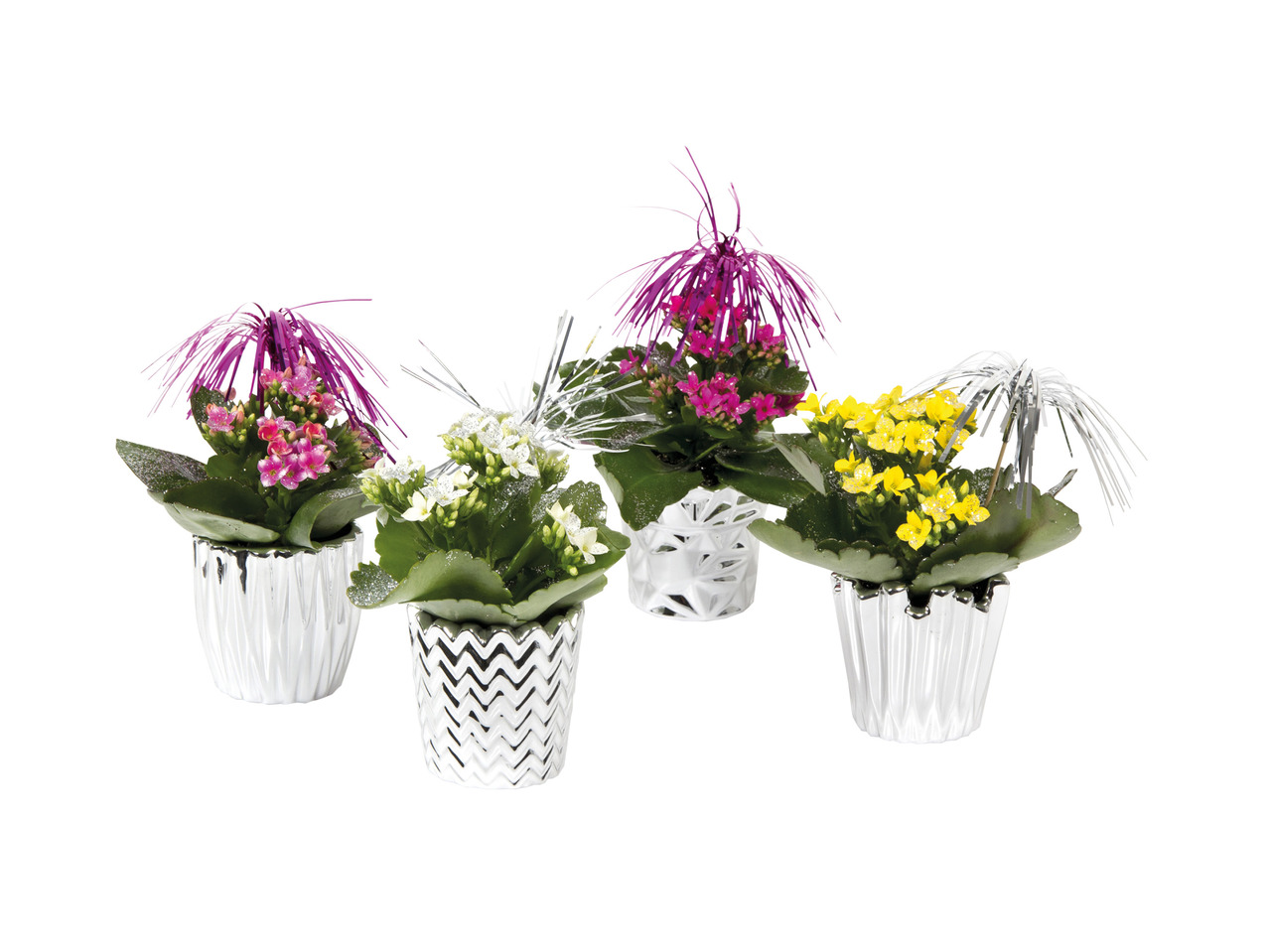 Kalanchoë i sølvkeramik