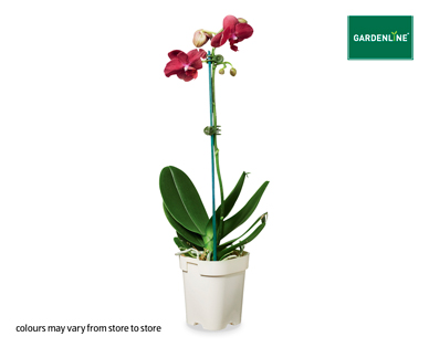 PHALAENOPSIS ORCHID