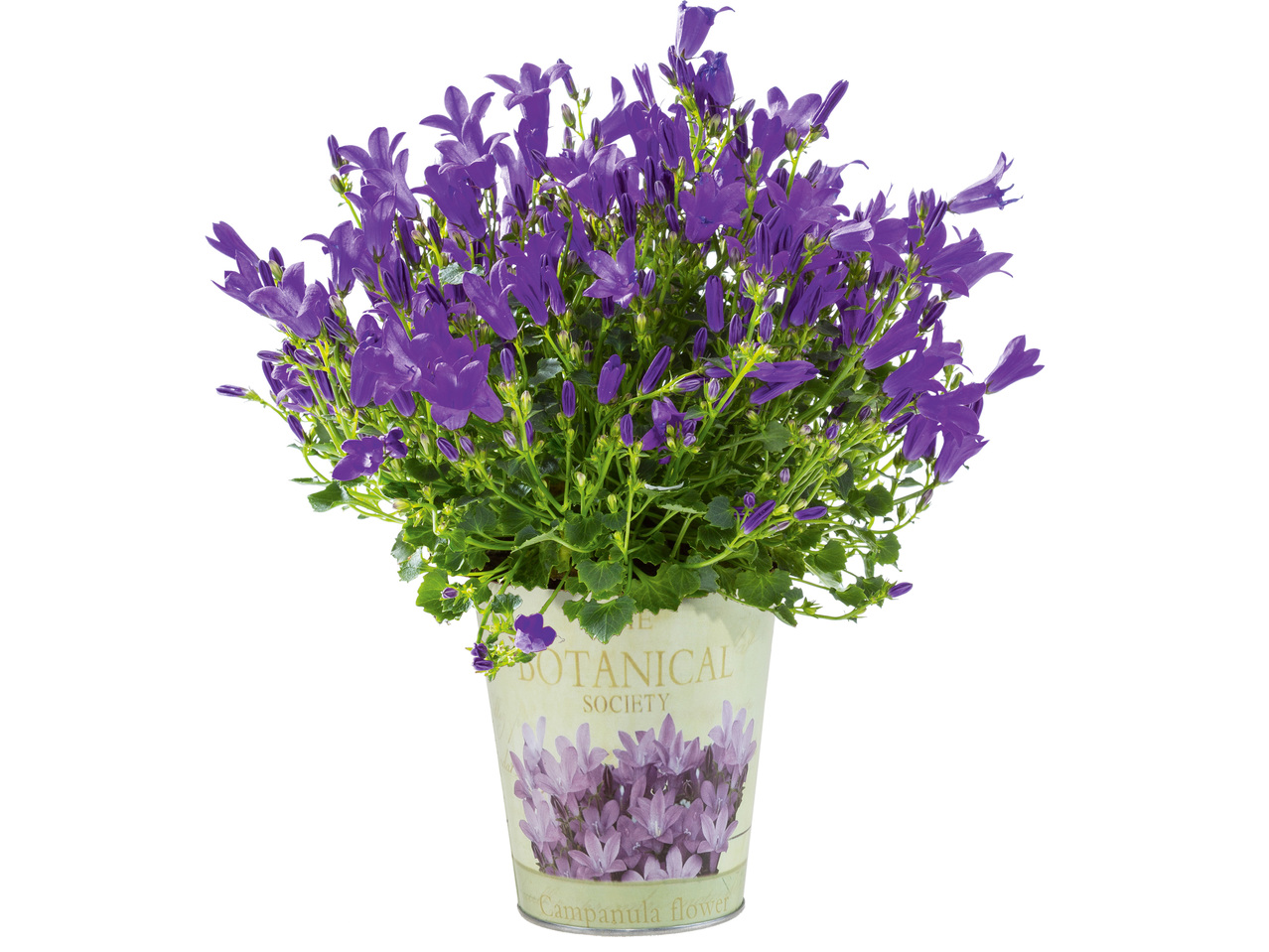 Campanula im Nostalgie-Zinktopf