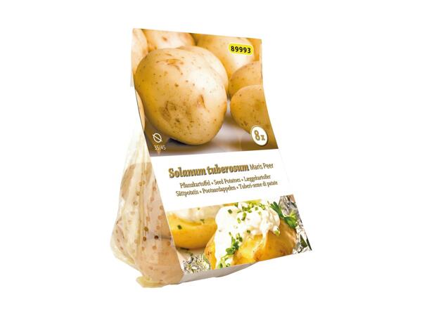 Læggekartofler