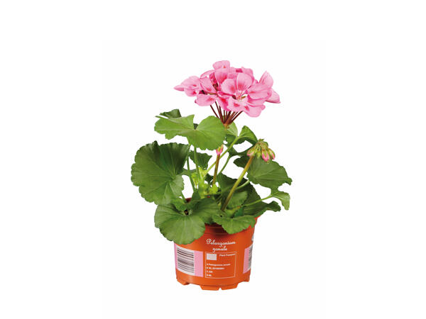 Standing Geranium