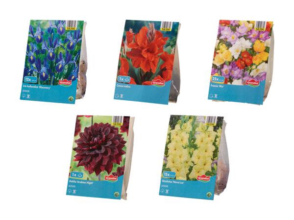 Bulbes de fleurs "Standard"