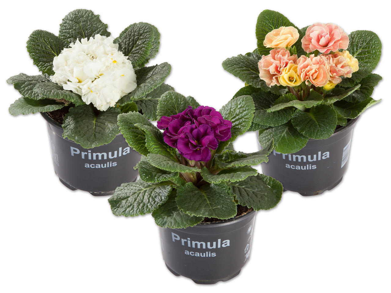 Primel (Primula Acaulis)