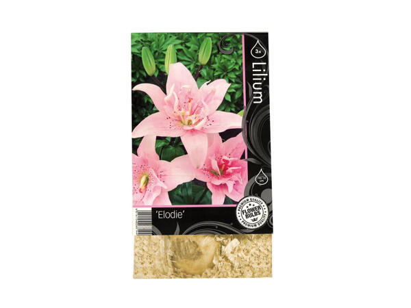 Premium Flowering Bulbs