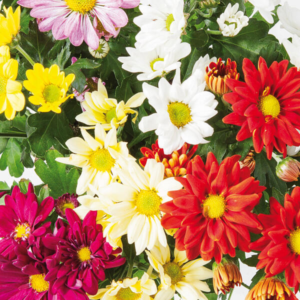 Chrysantheme "Sixtie(R)"