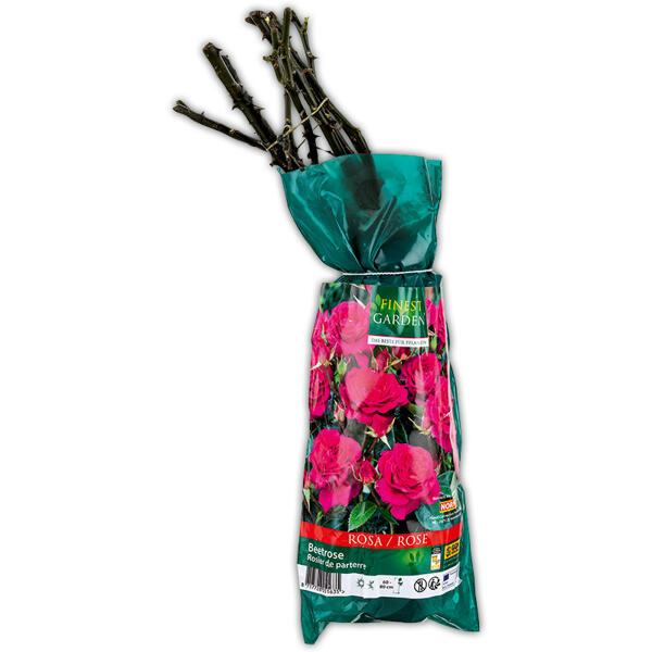 Gartenrose