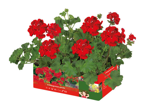 Upright Geraniums