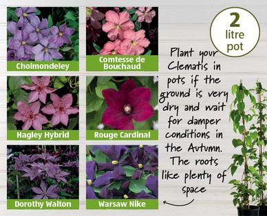 Summer Clematis