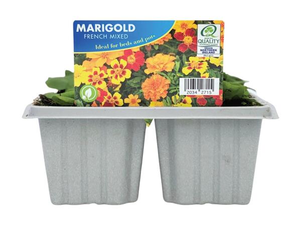 Summer Bedding