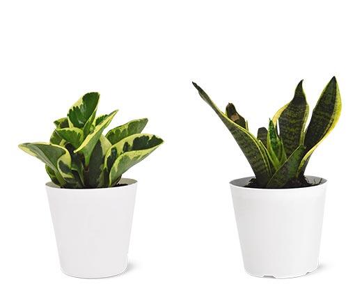 4" Foliage Assorted Varieties