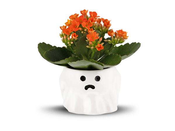 Halloween Kalanchoe in Ghost Ceramic