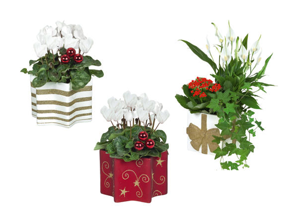 Plante à fleurs dans une céramique de Noël