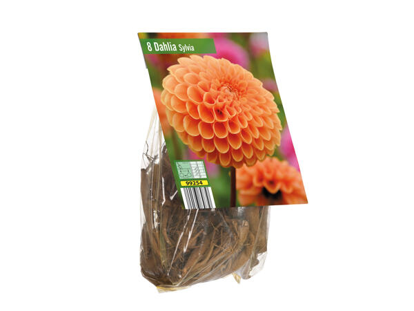 Dahlia Bulbs
