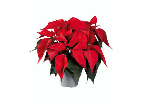 Rose de Noël
