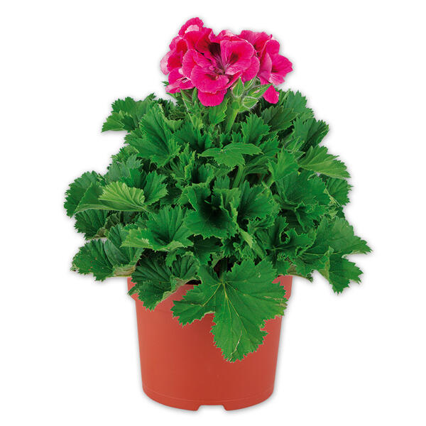 Edelgeranie