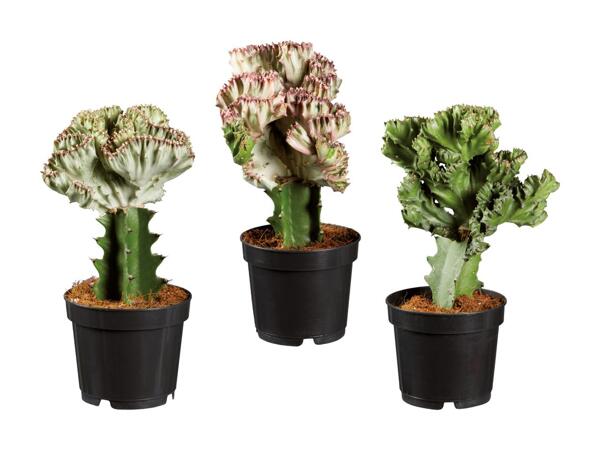 Euphorbia Lactea